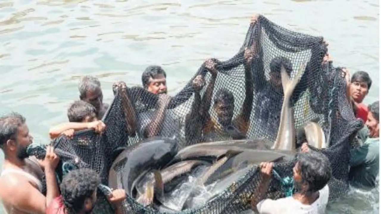 நன்னீரில் வளர்க்கப்படும் மீன்களுக்கு இரசாயன உரத்தை இப்படிதான் இடவேண்டும்...