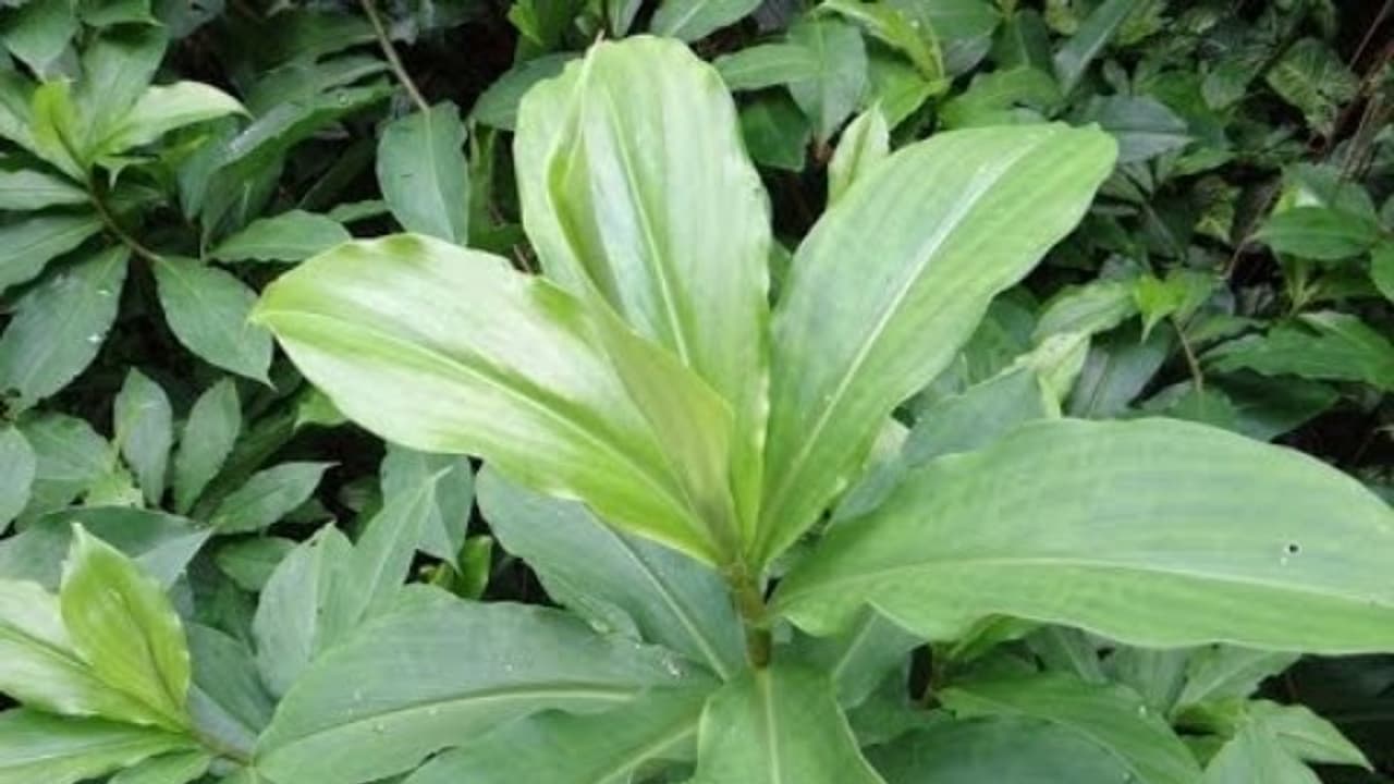 சர்க்கரை நோய் வந்தால் என்ன செய்வது? என்று கவலையா? அதற்கு தீர்வு இன்சுலின் செடி. 