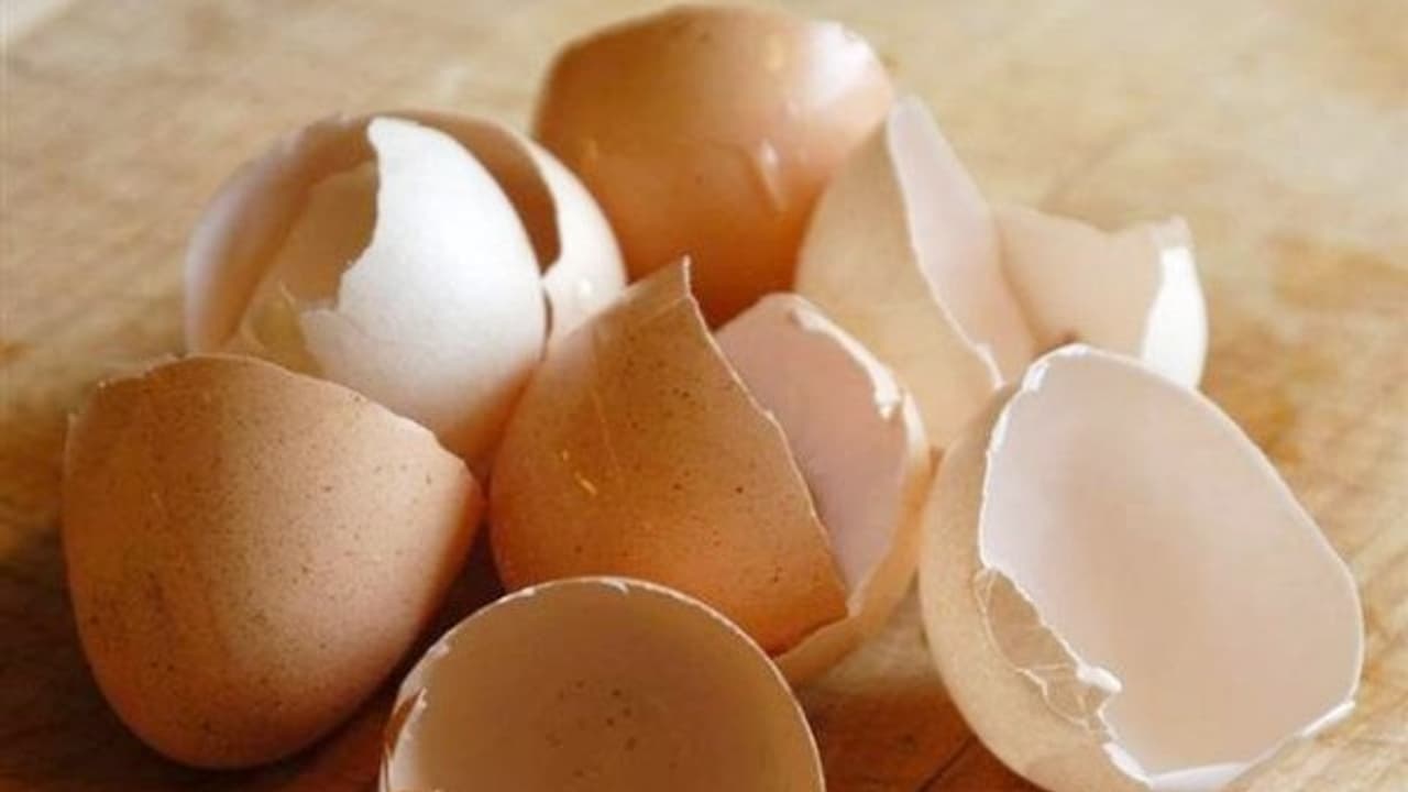 எதுக்குமே தேவைப்படாது என்று தூக்கிப்போடும் முட்டை ஓட்டில் கூட இவ்வளவு நன்மைகள் இருக்கு... எதுக்குமே தேவைப்படாது என்று தூக்கிப்போடும் முட்டை ஓட்டில் கூட இவ்வளவு நன்மைகள் இருக்கு...