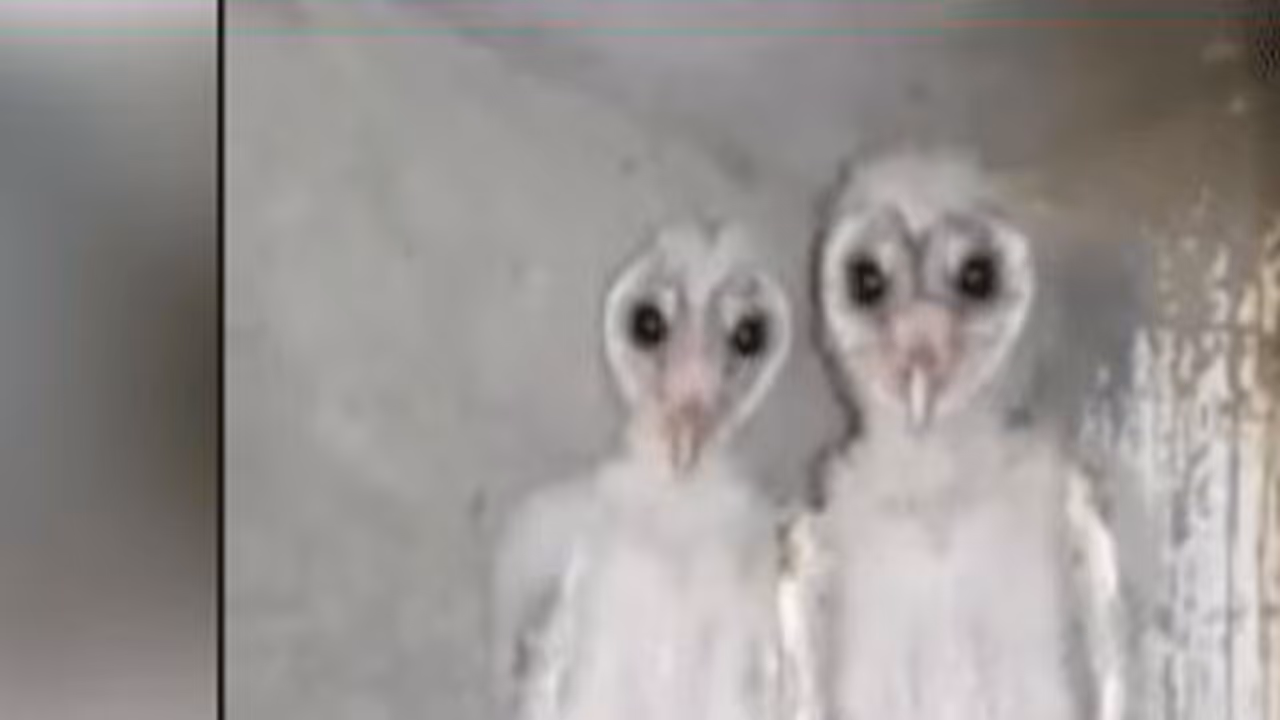 ವಿಶಾಖಪಟ್ಟಣಂನ ಕಟ್ಟಡದಲ್ಲಿ ಕಾಣಿಸಿಕೊಂಡ 2 ಏಲಿಯನ್ಸ್! ವಿಶಾಖಪಟ್ಟಣಂನ ಕಟ್ಟಡದಲ್ಲಿ ಕಾಣಿಸಿಕೊಂಡ 2 ಏಲಿಯನ್ಸ್!