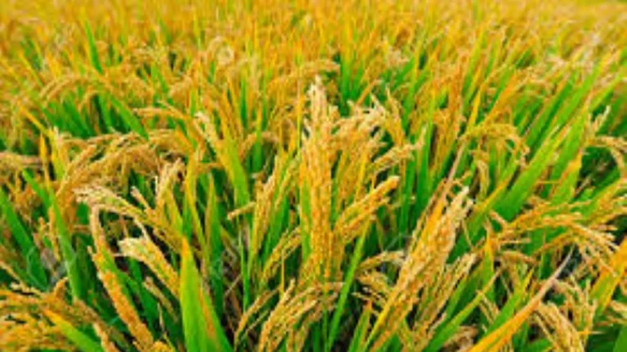 இயற்கை முறையில் நெல் சாகுபடி விதை நேர்த்தி வரை மேற்கொள்ள வேண்டிய மேலாண்மை முறைகள்... இயற்கை முறையில் நெல் சாகுபடி விதை நேர்த்தி வரை மேற்கொள்ள வேண்டிய மேலாண்மை முறைகள்...