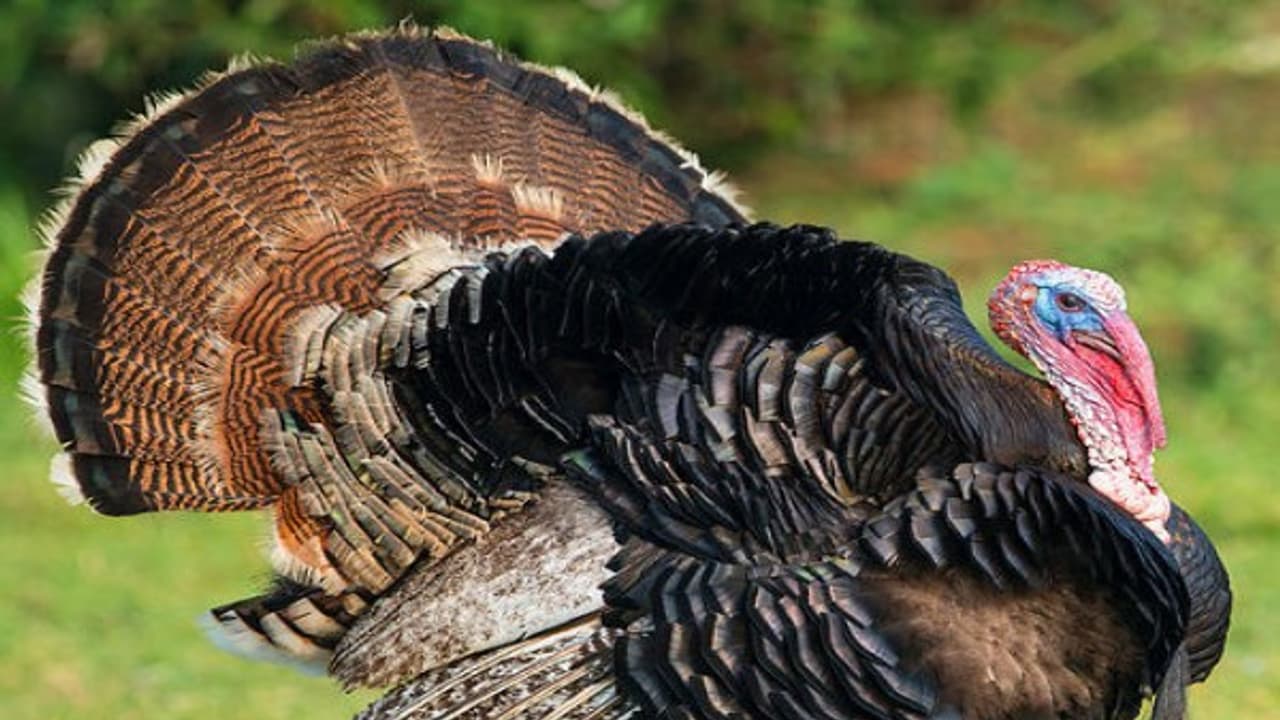 வான்கோழிகளுக்கு இதுபோன்ற நோய்களும் ஏற்படுவது வழக்கம்... வான்கோழிகளுக்கு இதுபோன்ற நோய்களும் ஏற்படுவது வழக்கம்...