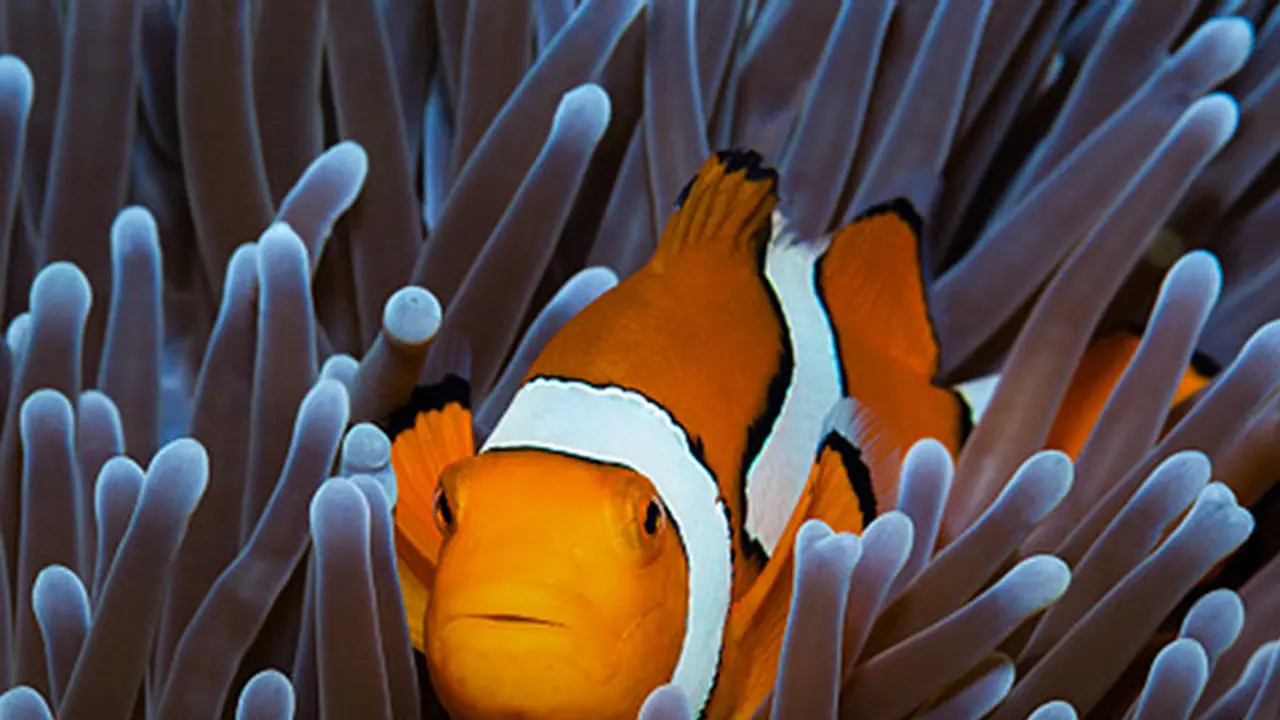 This fish can change its sex when the partner dies This fish can change its sex when the partner dies