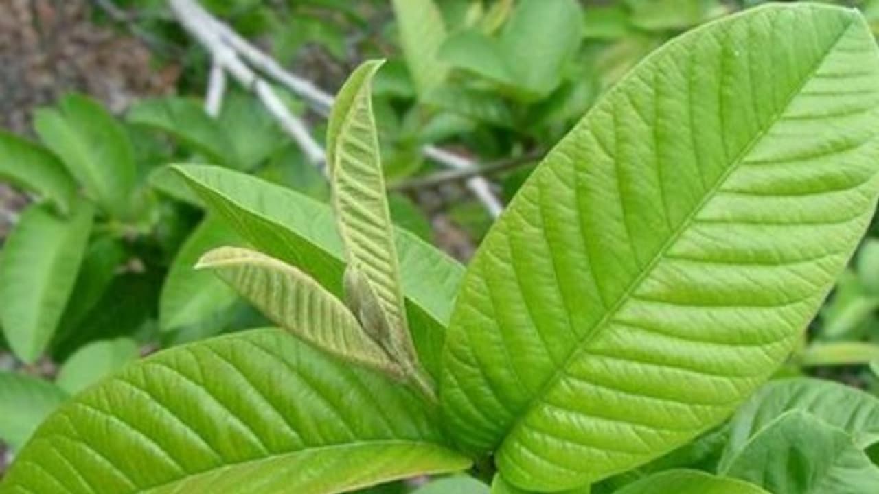 இரத்தத்தில் கலந்துள்ள சர்க்கரையின் அளவை குறைக்க வேண்டுமா? கொய்யா இலை சாப்பிடுங்க... இரத்தத்தில் கலந்துள்ள சர்க்கரையின் அளவை குறைக்க வேண்டுமா? கொய்யா இலை சாப்பிடுங்க...