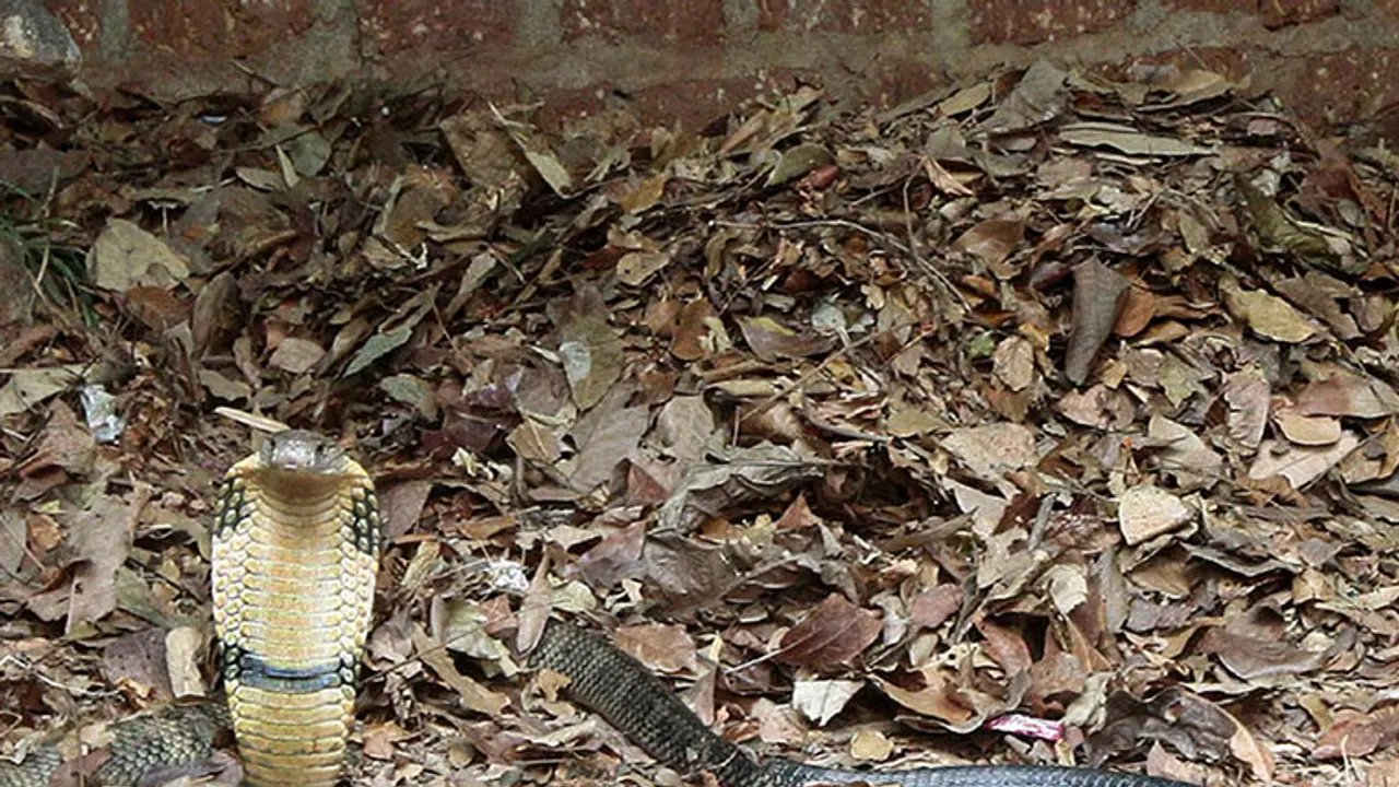 After courtship, it’s nesting time for King Cobra After courtship, it’s nesting time for King Cobra