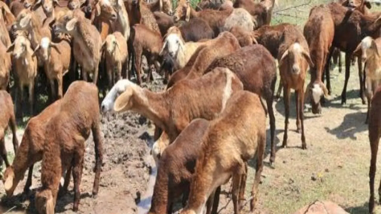 ஆடு வளர்க்க முடிவெடுத்த பின் அதனை எப்படித் தொடங்குவது? ஆடு வளர்க்க முடிவெடுத்த பின் அதனை எப்படித் தொடங்குவது?