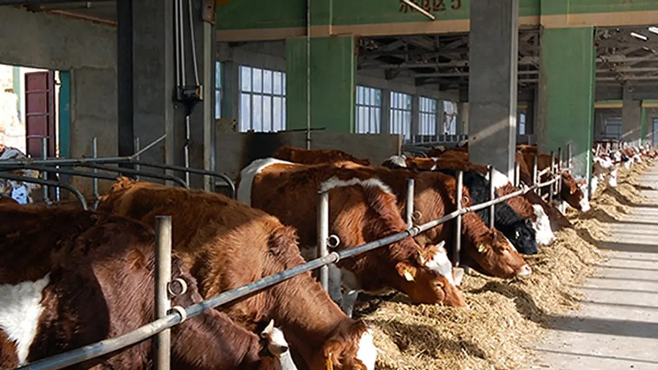 ಹಸುಗಳಿಗೂ ತಟ್ಟಿದ ಲಾಕ್‌ಡೌನ್‌ ಬಿಸಿ: ಮೂಕ ಪ್ರಾಣಿಗಳ ಹಸಿವು ನೀಗಿಸಲು ಮೇವು ಪೂರೈಕೆ