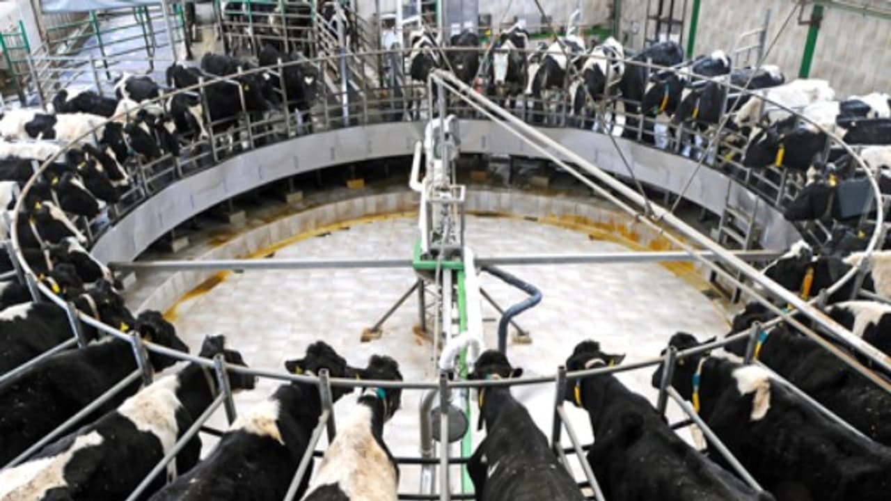 பால் உற்பத்தியை தொடங்க எந்த மாதிரியான அமைப்பு தேவை? இதை வாசிங்க தெரியும்... பால் உற்பத்தியை தொடங்க எந்த மாதிரியான அமைப்பு தேவை? இதை வாசிங்க தெரியும்...