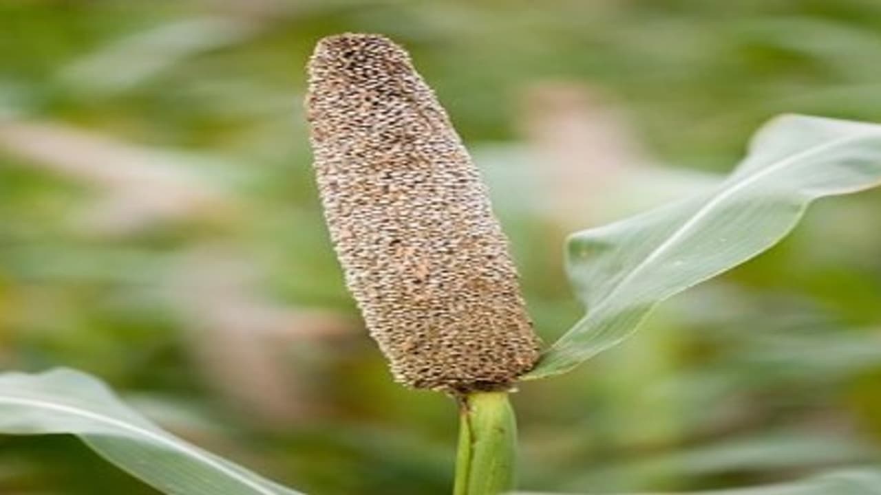 கம்பு கதிர்களை சேமித்து இந்த முறைப்படிதான் பாதுக்கணும்... கம்பு கதிர்களை சேமித்து இந்த முறைப்படிதான் பாதுக்கணும்...