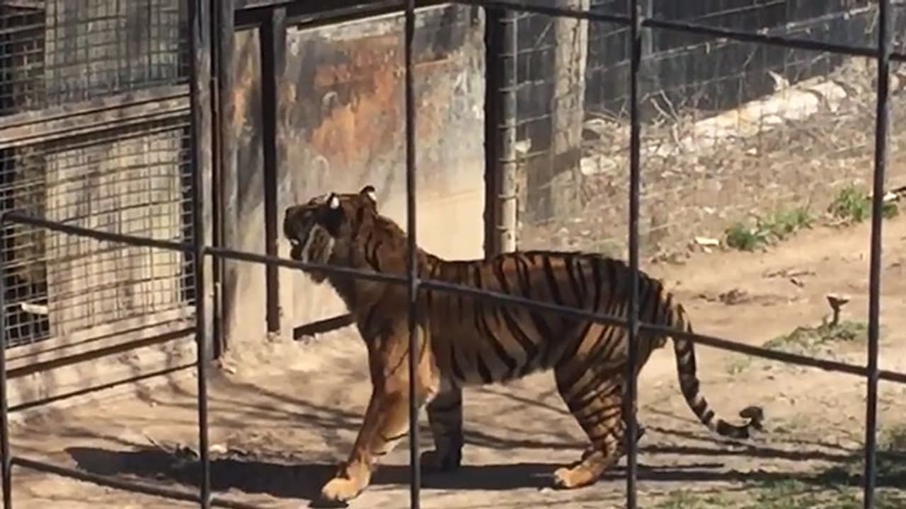 ദക്ഷിണേഷ്യയിലെ ഏറ്റവും വലിയ മൃഗശാല രണ്ടുവര്ഷത്തിനകം തൃശൂരില് ദക്ഷിണേഷ്യയിലെ ഏറ്റവും വലിയ മൃഗശാല രണ്ടുവര്ഷത്തിനകം തൃശൂരില്