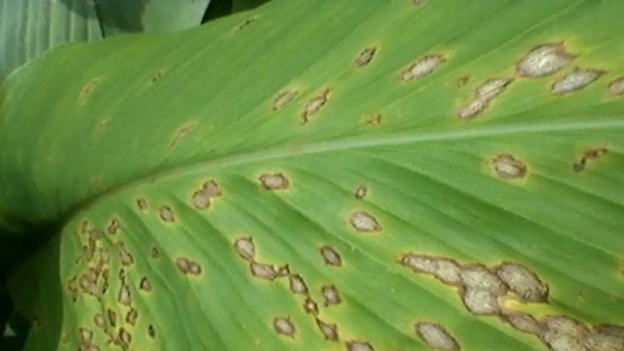 மஞ்சளைத் தாக்கும் பூச்சிகளும், அவற்றைக் கட்டுப்படுத்தும் முறைகளும்… மஞ்சளைத் தாக்கும் பூச்சிகளும், அவற்றைக் கட்டுப்படுத்தும் முறைகளும்…