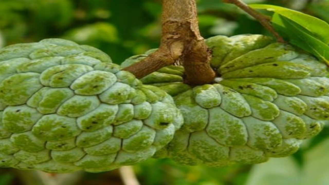 நீங்கள் தெரிந்து கொள்ள வேண்டிய சீத்தாப்பழத்தின் அற்புத பலன்கள் இதோ… நீங்கள் தெரிந்து கொள்ள வேண்டிய சீத்தாப்பழத்தின் அற்புத பலன்கள் இதோ…