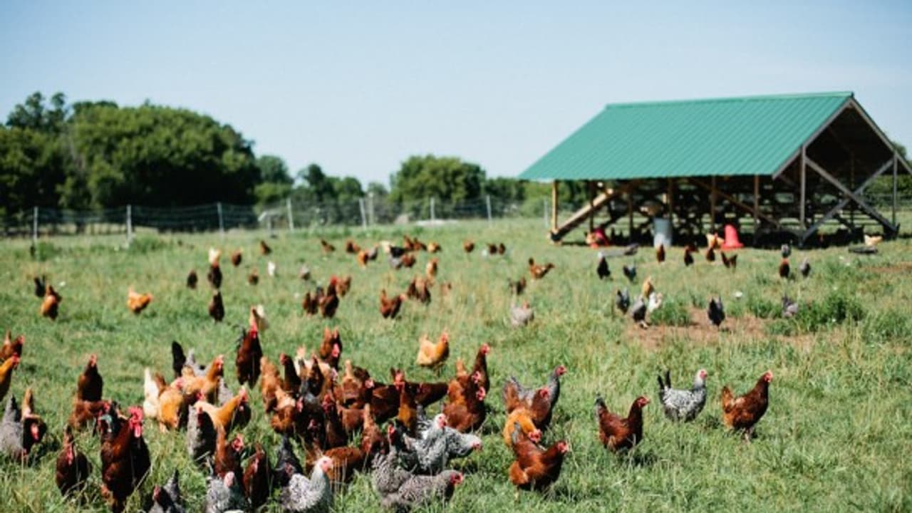 ஏன் எல்லாரும் இயற்கைவழி கோழி பண்ணையை ஆதரிக்கிறார்கள் தெரியுமா? ஏன் எல்லாரும் இயற்கைவழி கோழி பண்ணையை ஆதரிக்கிறார்கள் தெரியுமா?