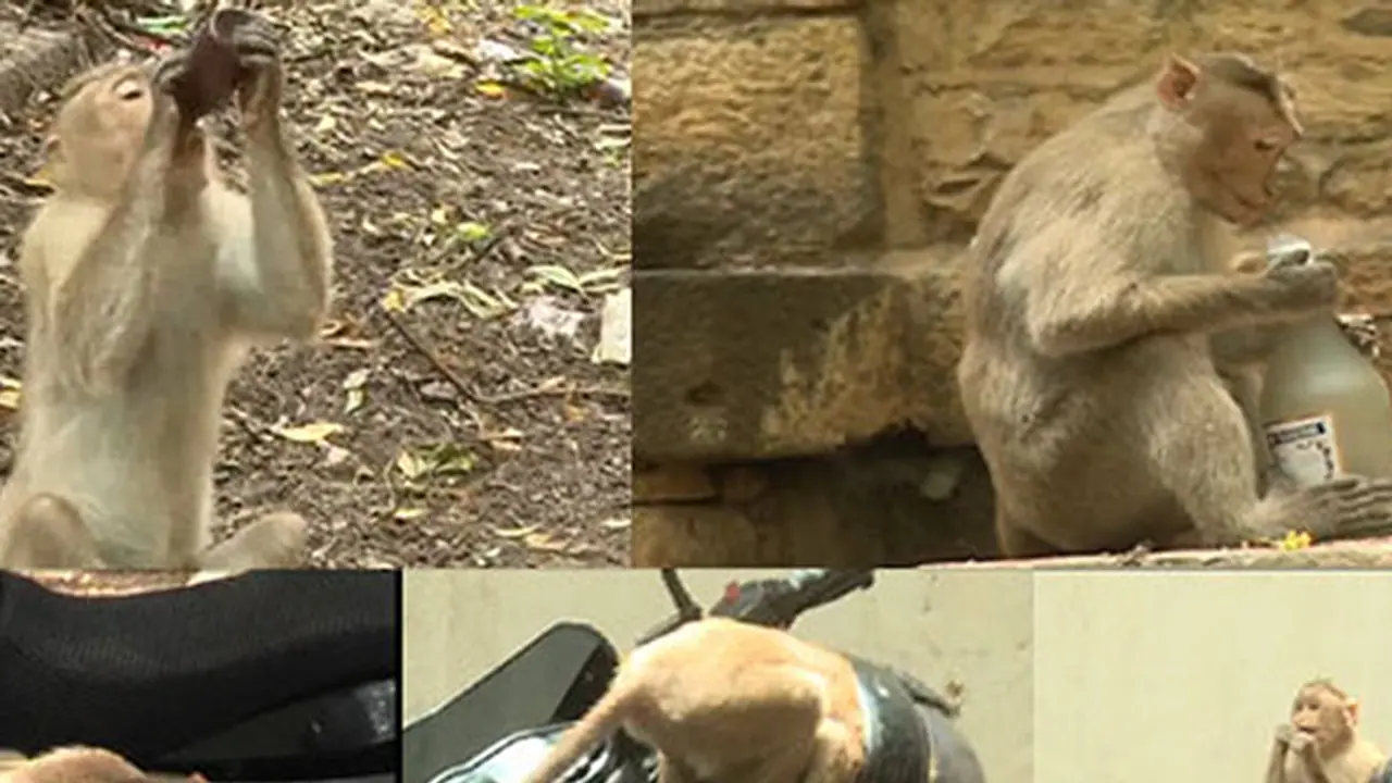 Drunken monkeys ‘capture’ DC office in Vijaypur Drunken monkeys ‘capture’ DC office in Vijaypur