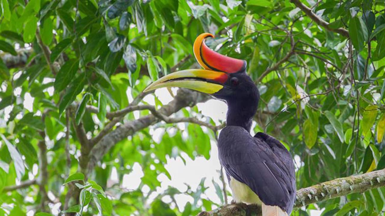 ಮೊದಲ ಬಾರಿ ರಾಜ್ಯದಲ್ಲಿ ಹಾರ್ನ್'ಬಿಲ್ ಫೆಸ್ಟಿವಲ್; ಎಲ್ಲಿ, ಯಾವಾಗ..? ಇಲ್ಲಿದೆ ಕಂಪ್ಲೀಟ್ ಡೀಟೇಲ್ಸ್ ಮೊದಲ ಬಾರಿ ರಾಜ್ಯದಲ್ಲಿ ಹಾರ್ನ್'ಬಿಲ್ ಫೆಸ್ಟಿವಲ್; ಎಲ್ಲಿ, ಯಾವಾಗ..? ಇಲ್ಲಿದೆ ಕಂಪ್ಲೀಟ್ ಡೀಟೇಲ್ಸ್