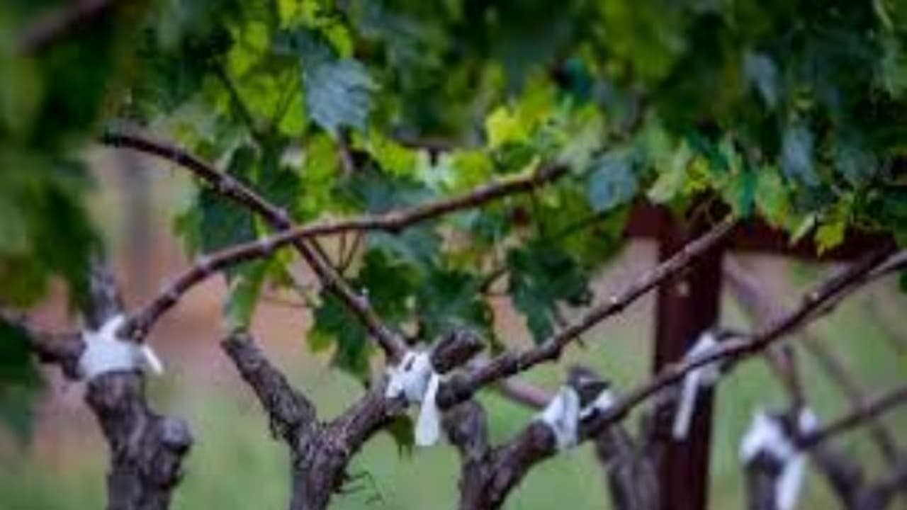 ஒட்டுக்கன்று என்றால் என்ன? இந்த முறையினால் என்ன பயன்? ஒட்டுக்கன்று என்றால் என்ன? இந்த முறையினால் என்ன பயன்?