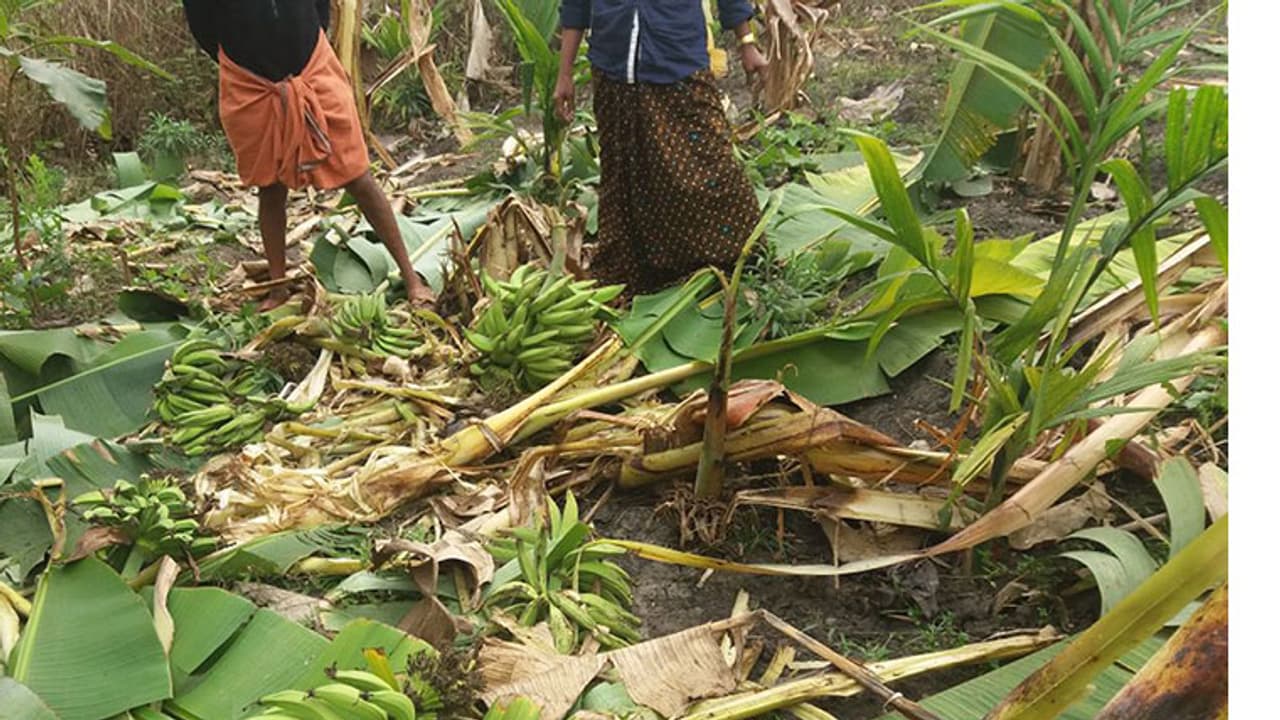ചാമപ്പാറയില് കാട്ടാനക്കൂട്ടം കൃഷി നശിപ്പിച്ചു ചാമപ്പാറയില് കാട്ടാനക്കൂട്ടം കൃഷി നശിപ്പിച്ചു