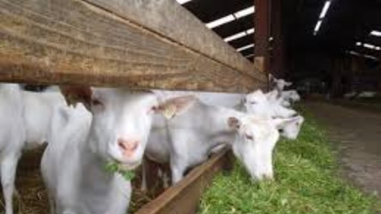 வெள்ளாடுகளின் வைட்டமின் தேவையை எப்படி பூர்த்தி செய்வது? வெள்ளாடுகளின் வைட்டமின் தேவையை எப்படி பூர்த்தி செய்வது?