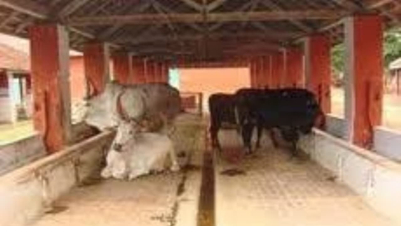 கொட்டகையில் சுகாதார மேலாண்மையை இப்படிதான் மேற்கொள்ளணும்... கொட்டகையில் சுகாதார மேலாண்மையை இப்படிதான் மேற்கொள்ளணும்...