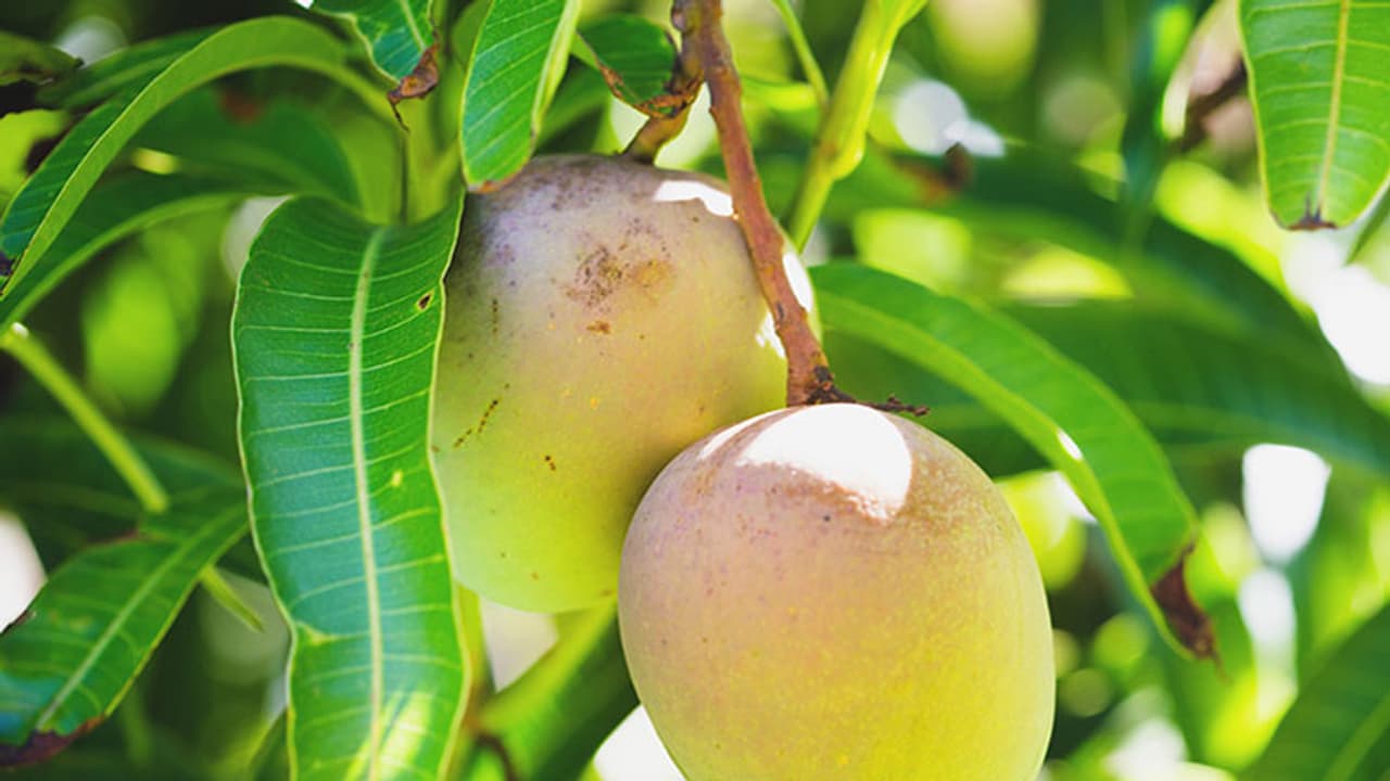 ఈ మామిడి ధర వింటే దిమ్మతిరగాల్సిందే.. ఒక్కటి రూ. 1000లు మాత్రమే... ఈ మామిడి ధర వింటే దిమ్మతిరగాల్సిందే.. ఒక్కటి రూ. 1000లు మాత్రమే...