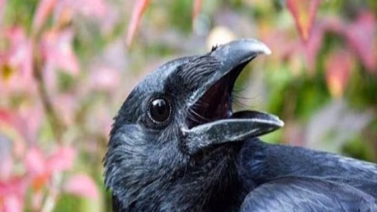 நீங்கள் சாப்பிடும் முன் காக்கைக்கு உணவை வைப்பது கிடையாதா...? நீங்கள் சாப்பிடும் முன் காக்கைக்கு உணவை வைப்பது கிடையாதா...?