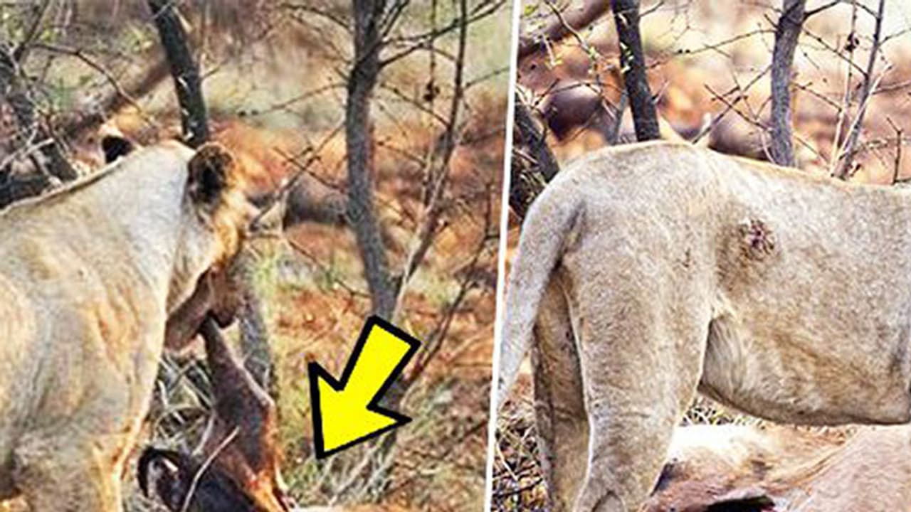 വേട്ടയാടി കൊലപ്പെടുത്തിയ മാന് ഗര്ഭിണിയായിരുന്നു; പിന്നീട് ആ പെണ്സിംഹം ചെയ്തത് വേട്ടയാടി കൊലപ്പെടുത്തിയ മാന് ഗര്ഭിണിയായിരുന്നു; പിന്നീട് ആ പെണ്സിംഹം ചെയ്തത്