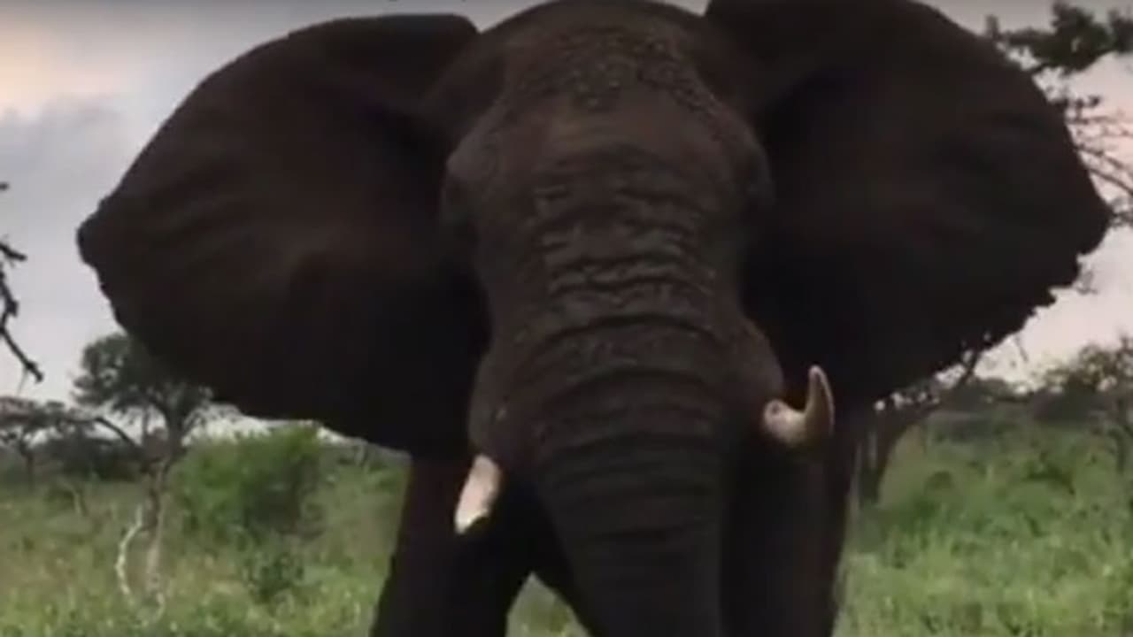 Man tried to capture the birth of a calf, instead was killed by elephant