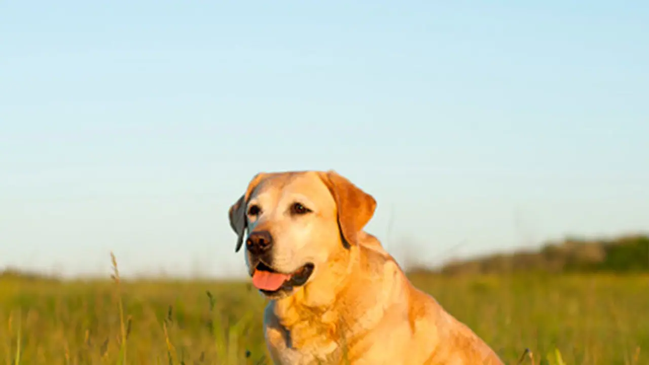 വളർത്തുനായയെ തല്ലി അവശനിലയിലാക്കി, മരത്തിൽ കെട്ടിത്തൂക്കി, അമ്മയും മകനും അറസ്റ്റിൽ വളർത്തുനായയെ തല്ലി അവശനിലയിലാക്കി, മരത്തിൽ കെട്ടിത്തൂക്കി, അമ്മയും മകനും അറസ്റ്റിൽ