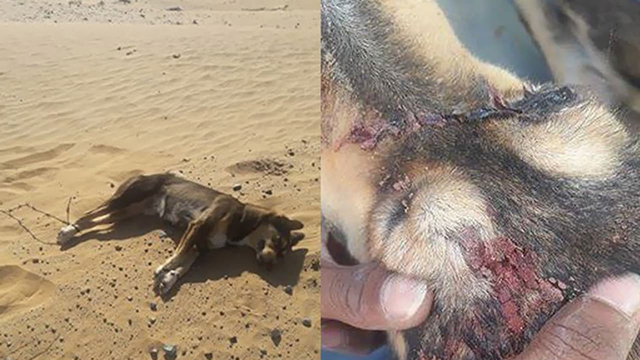 Animal abuse: Dog brutally tortured and shot in the head sparks outrage in UAE Animal abuse: Dog brutally tortured and shot in the head sparks outrage in UAE