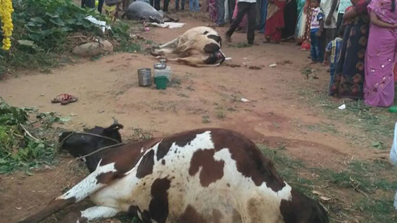 గోవుల మృత్యుఘోష: పోస్టుమార్టంలో సంచలన విషయాలు, విషప్రయోగమే కారణమని నిర్థారణ గోవుల మృత్యుఘోష: పోస్టుమార్టంలో సంచలన విషయాలు, విషప్రయోగమే కారణమని నిర్థారణ