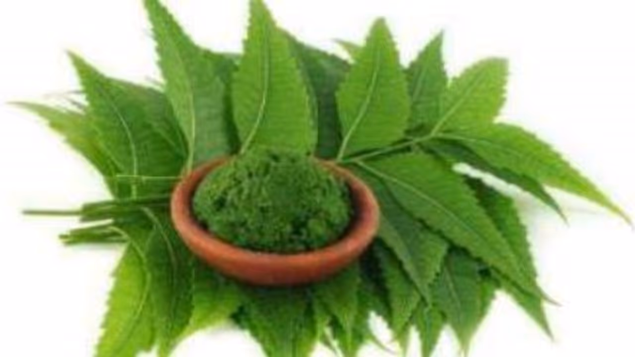 பயிர் பாதுகாப்பில் வேம்பின் முக்கியத்துவம் பற்றி தெரிந்து கொள்ளலாமா? பயிர் பாதுகாப்பில் வேம்பின் முக்கியத்துவம் பற்றி தெரிந்து கொள்ளலாமா?