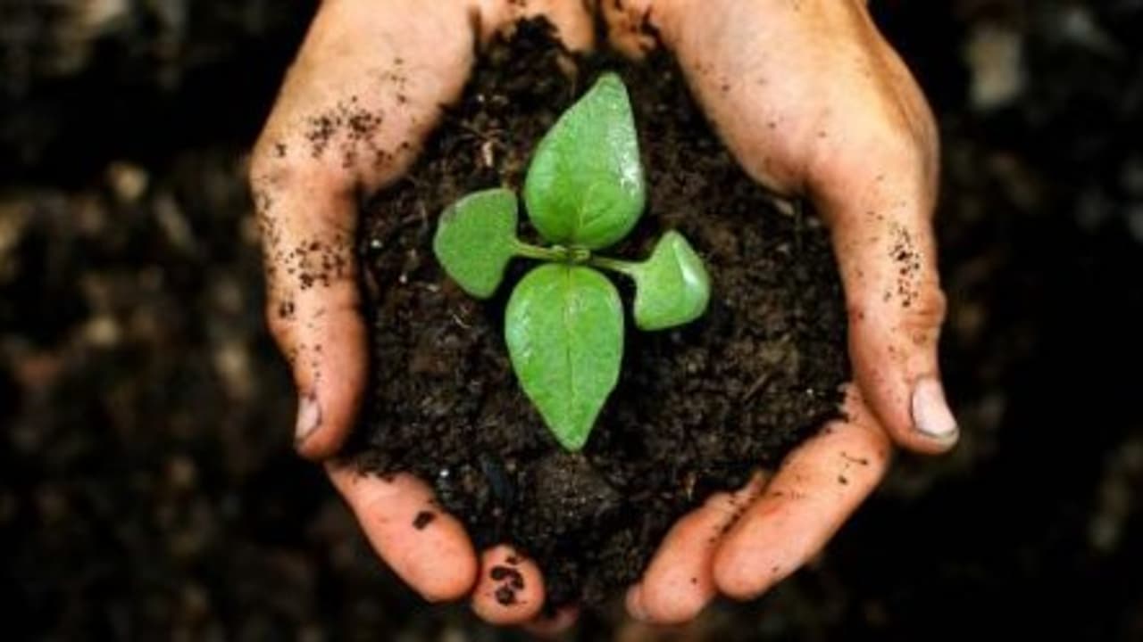 மண்ணின் வளத்தை எப்படியெல்லாம் மேம்படுத்தலாம்… மண்ணின் வளத்தை எப்படியெல்லாம் மேம்படுத்தலாம்…