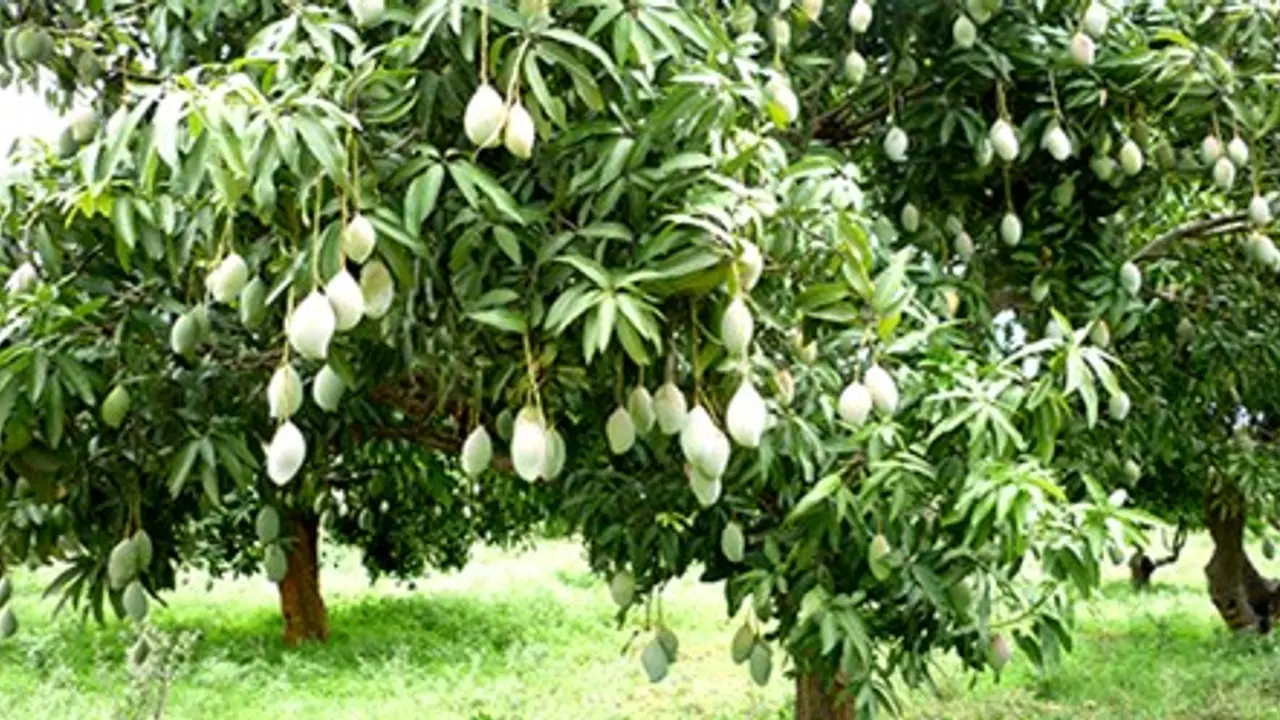 ಶಿಕ್ಷಕ ವೃತ್ತಿಯೊಂದಿಗೆ ಕೃಷಿಕರಾಗಿಯೂ ಲಕ್ಷ ಲಕ್ಷ ಆದಾಯ