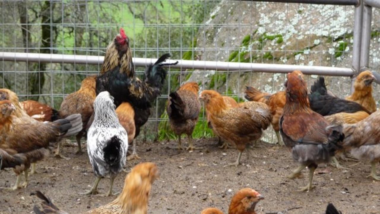 கோழி வளர்ப்பின்போது கோழிகளை தாக்கும் நோய்களைக் கட்டுப்படுத்துவது எப்படி? கோழி வளர்ப்பின்போது கோழிகளை தாக்கும் நோய்களைக் கட்டுப்படுத்துவது எப்படி?