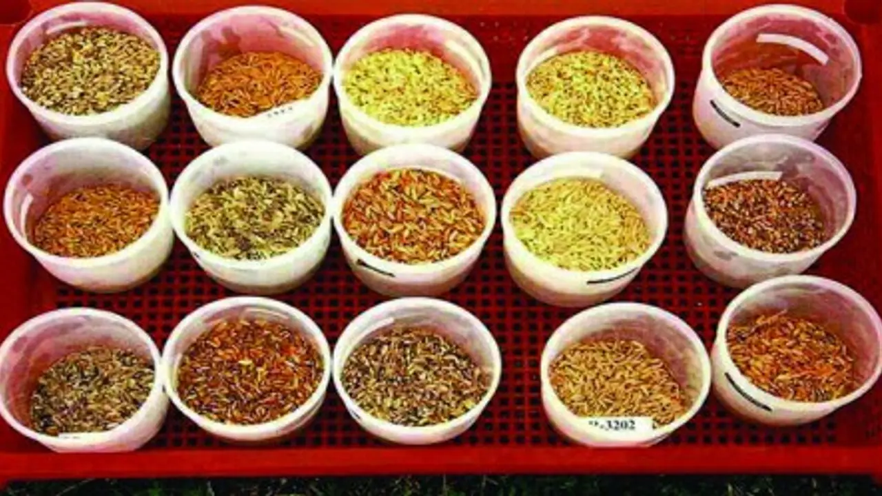 உங்களுக்குத் தெரியுமா? கார் அரிசி சாப்பிட்டால் சருமம் மென்மையடையும்… உங்களுக்குத் தெரியுமா? கார் அரிசி சாப்பிட்டால் சருமம் மென்மையடையும்…