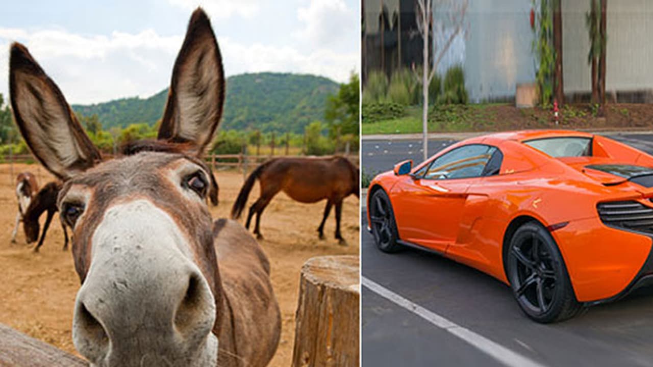 കാരറ്റാണെന്നു കരുതി കഴുത കാറില് കടിച്ചു; പിന്നെ സംഭവിച്ചത്! കാരറ്റാണെന്നു കരുതി കഴുത കാറില് കടിച്ചു; പിന്നെ സംഭവിച്ചത്!