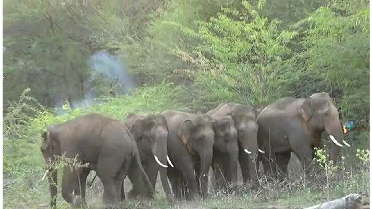 State stands tops India with highest number of elephants: 6049 and counting