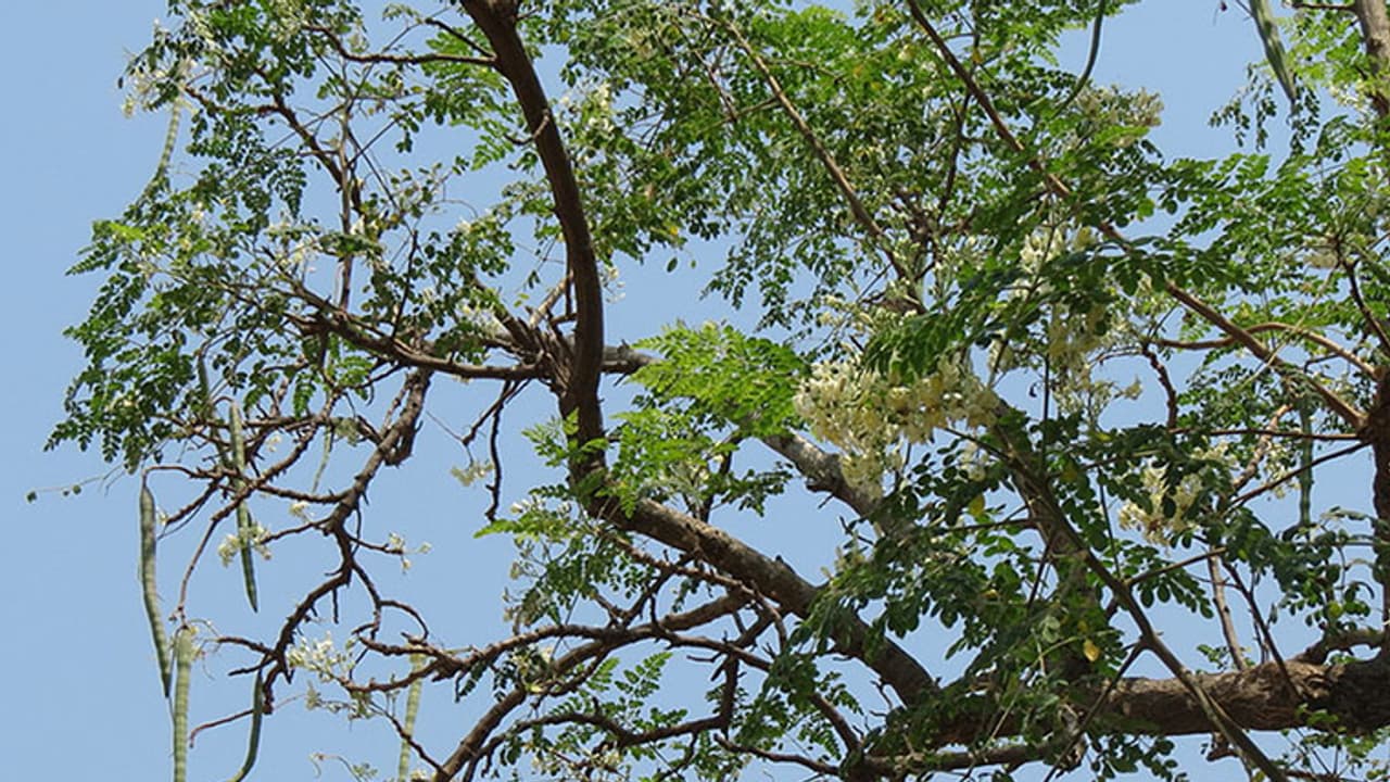 Heavy winds kill auto driver in Bengaluru