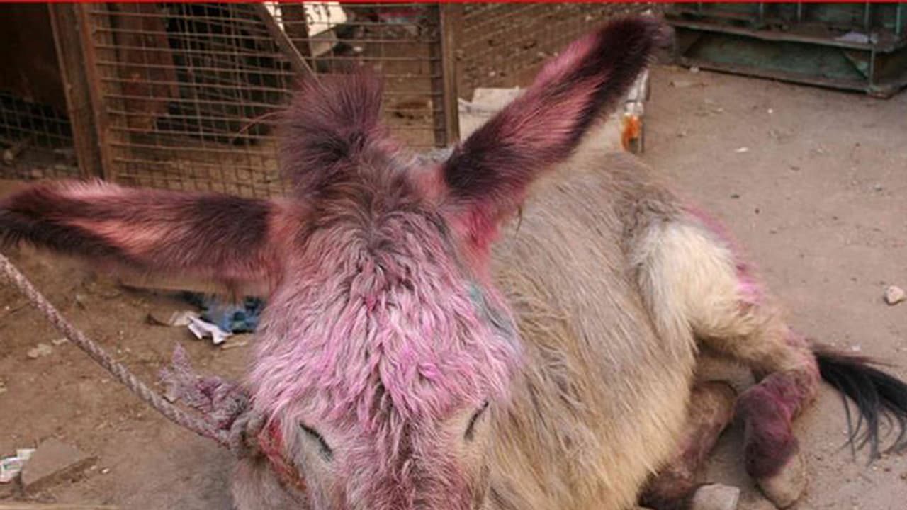 ಕತ್ತೆಗಳ ಜೊತೆ ಹೋಳಿ ಹಬ್ಬ ಕತ್ತೆಗಳ ಜೊತೆ ಹೋಳಿ ಹಬ್ಬ