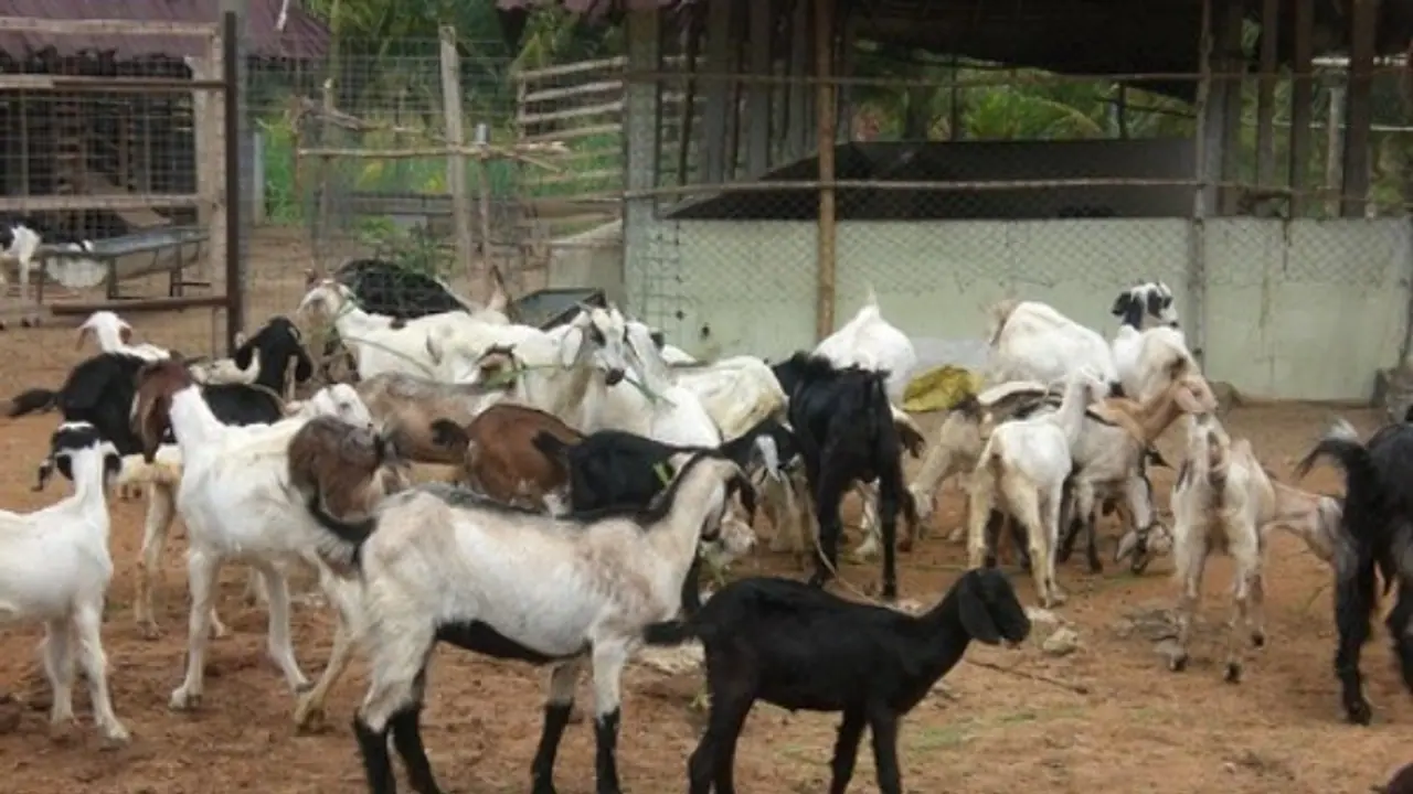 ஆடுகளை பாதிக்கும் சில நோய்களும் அவற்றை தடுக்கும் வழிகளும் இதோ... ஆடுகளை பாதிக்கும் சில நோய்களும் அவற்றை தடுக்கும் வழிகளும் இதோ...