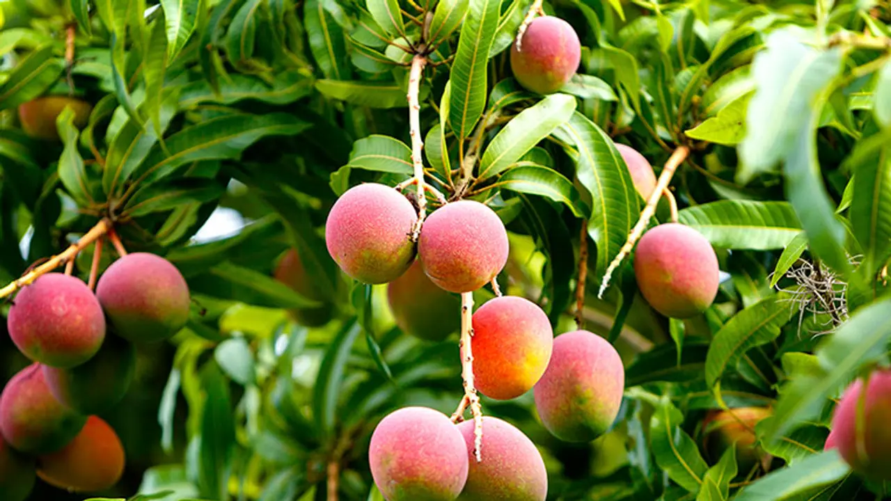 Mango Tree: ₹1000 ಕೊಟ್ಟರೆ ದತ್ತು ಸಿಗಲಿದೆ 1 ಮಾವಿನ ಮರ Mango Tree: ₹1000 ಕೊಟ್ಟರೆ ದತ್ತು ಸಿಗಲಿದೆ 1 ಮಾವಿನ ಮರ