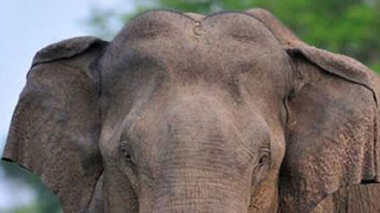 പാലക്കാട് കാട്ടാനയുടെ ആക്രമണം; കര്ഷകന് മരിച്ചു പാലക്കാട് കാട്ടാനയുടെ ആക്രമണം; കര്ഷകന് മരിച്ചു