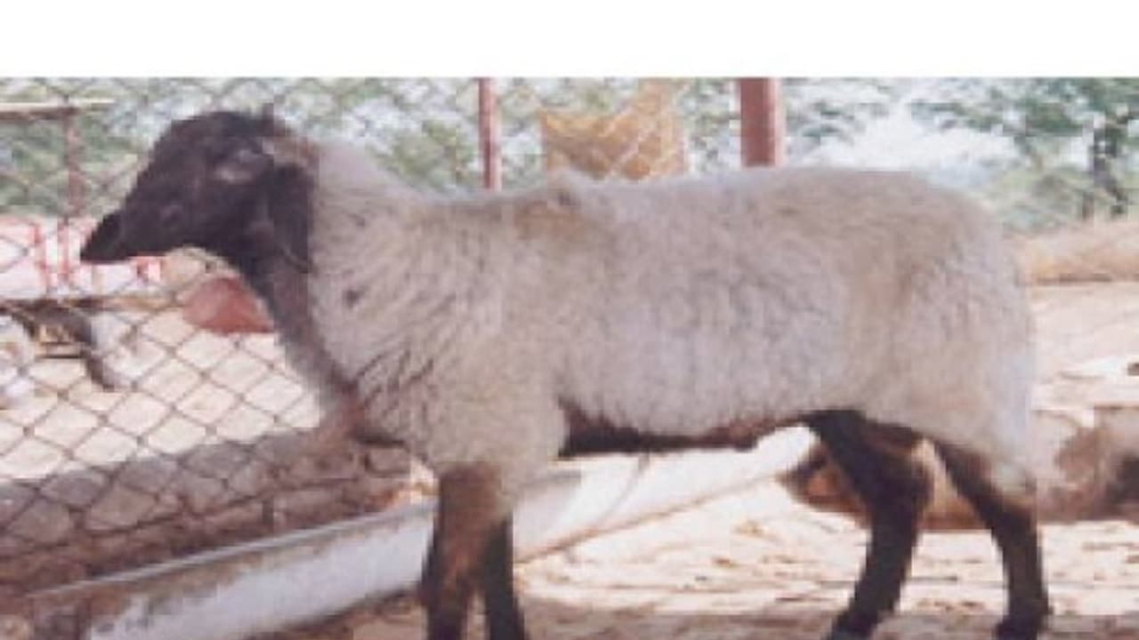 தமிழ்நாட்டின் ஆடு வகையான டெக்கானி ஆடு பற்றி கேள்விப்பட்டதுண்டா? தமிழ்நாட்டின் ஆடு வகையான டெக்கானி ஆடு பற்றி கேள்விப்பட்டதுண்டா?