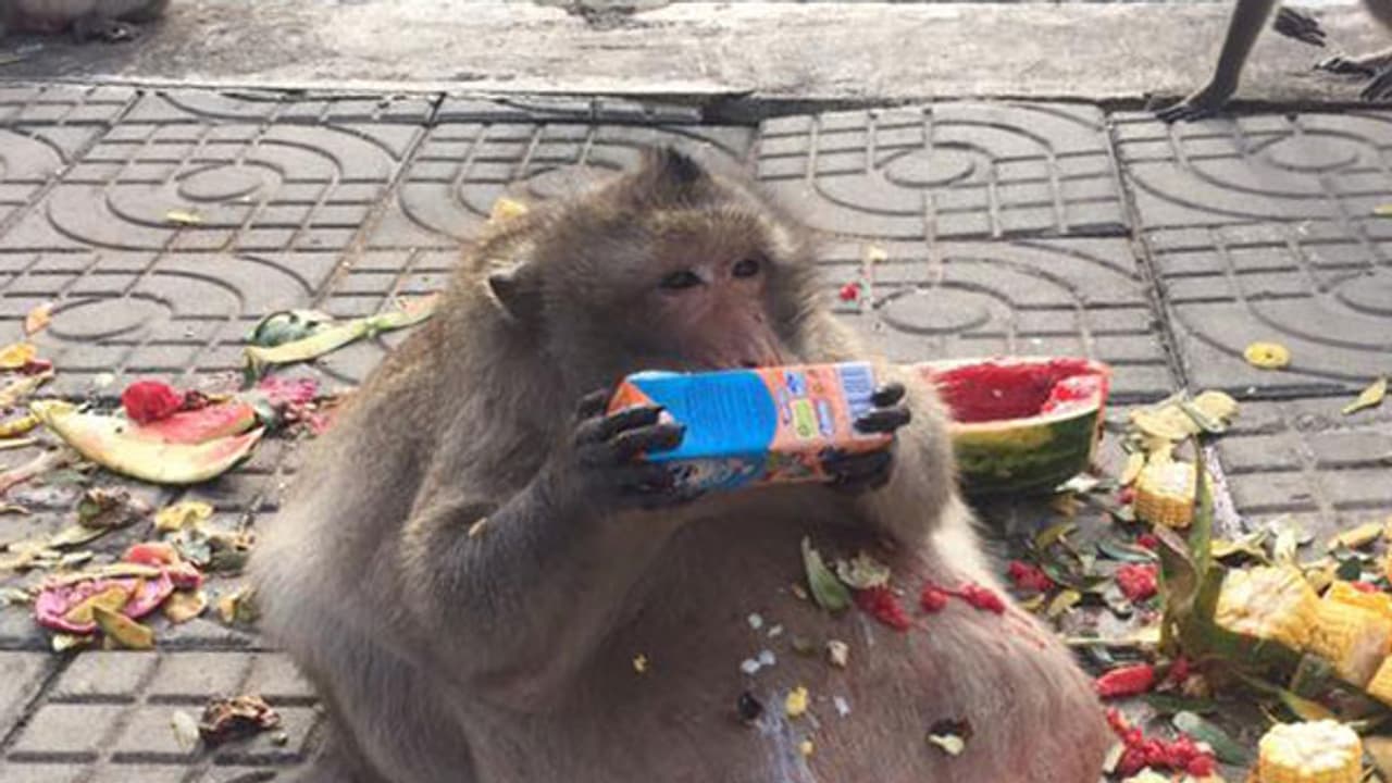 Obese monkey sent to fat camp to reduce weight Obese monkey sent to fat camp to reduce weight