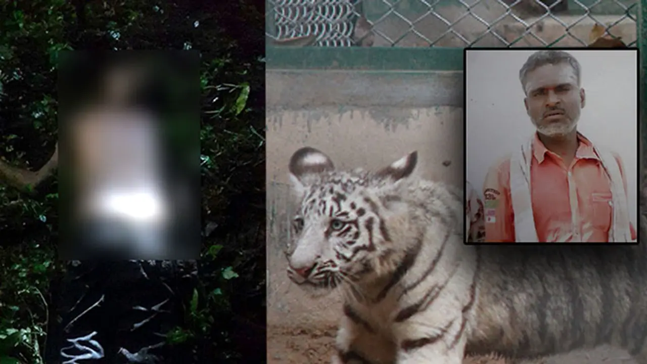 Unsuspecting employee mauled by two tiger cubs in Bannerghatta zoo Unsuspecting employee mauled by two tiger cubs in Bannerghatta zoo