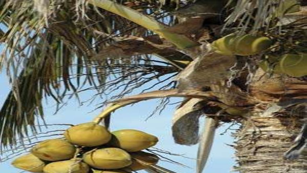 தென்னை நார்க் கழிவில் இருந்து உரம் தயாரிப்பது எப்படி? அதற்கான தொழில்நுட்பம் இதோ... தென்னை நார்க் கழிவில் இருந்து உரம் தயாரிப்பது எப்படி? அதற்கான தொழில்நுட்பம் இதோ...