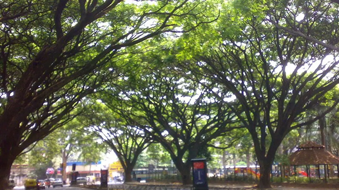 ಬಿಸಿಲಧಗೆ ಏರುತ್ತಿರುವ ಬೆನ್ನಲೇ ಮತ್ತೊಂದು ಆಘಾತ: ಬೆಂಗಳೂರು ನಗರದಲ್ಲಿ 2518 ಮರ ಕತ್ತರಿಸಲು ಹೈ ಅನುಮತಿ
