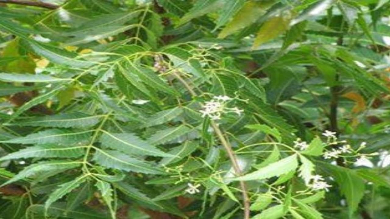 வேப்பிலைக்கு மிஞ்சிய மருந்து இல்லை... வேப்பிலைக்கு மிஞ்சிய மருந்து இல்லை...