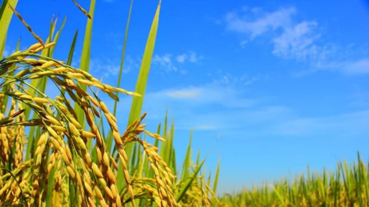 நெற்பயிருக்கு தழைச்சத்து எவ்வளவு முக்கியம்னு இதை வாசிச்சு தெரிஞ்சுக்குங்க... நெற்பயிருக்கு தழைச்சத்து எவ்வளவு முக்கியம்னு இதை வாசிச்சு தெரிஞ்சுக்குங்க...