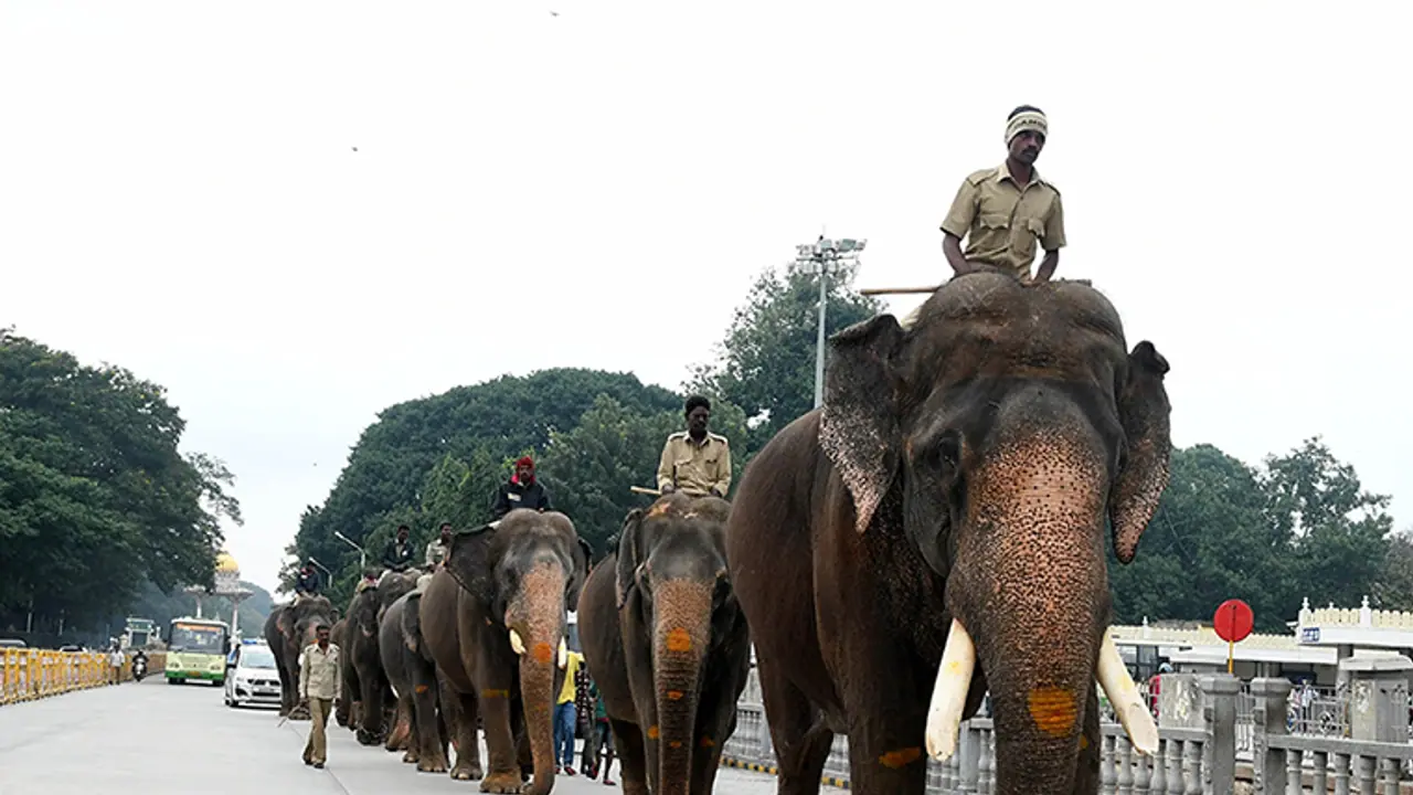 Planning to visit Mysuru Dasara this year? Here are five things you must know Planning to visit Mysuru Dasara this year? Here are five things you must know